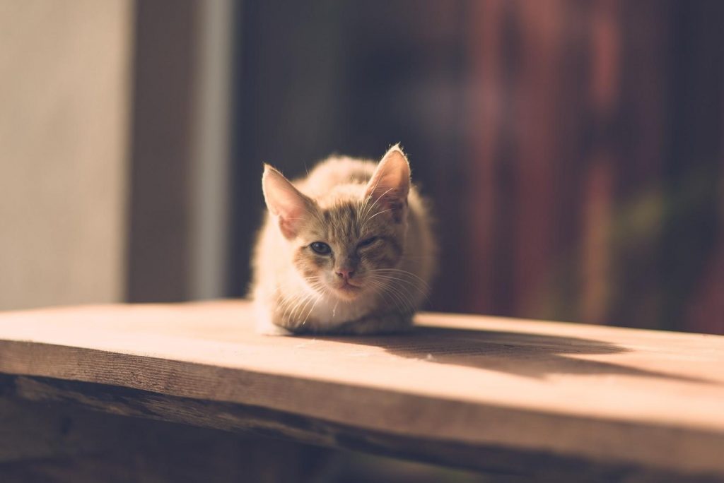 lesión en el ojo de gato