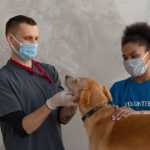 a veterinarian curing a dog