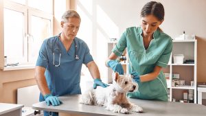medical assistant assisting a dog